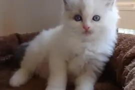 Chaton Sibérien, Montreal