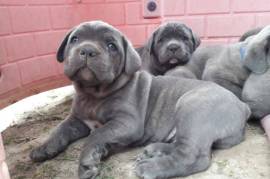 Disponible réservation chiots cane corso, Québec