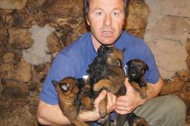 Réservation Chiots berger belge malinois, Votre ville
