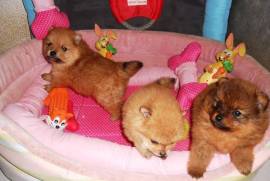 Superbes chiots Spitz allemand, Votre ville