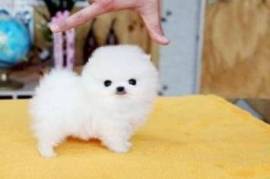 Je donne le plus petit chiot du monde contre bons , Votre ville