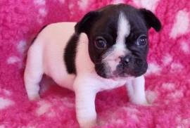 Jolie chiot bouledogue français femelle, Votre ville