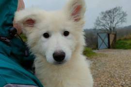 Très jolie Berger Blanc Suisse Femelle, Votre ville