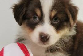 Superbe chiot Berger Australien Femelle, Votre ville