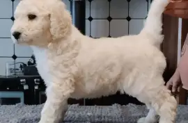 Magnifique Chiot Caniche, St. Catharines