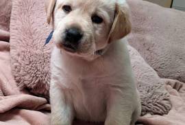 Chiots Labrador Pure Race, Rimouski