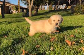 Magnifiques Chiots Golden Retriever, Gatineau