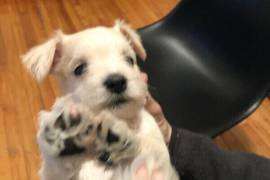 Chiot Shnauzer Nain Pure Race, Sainte-Julienne