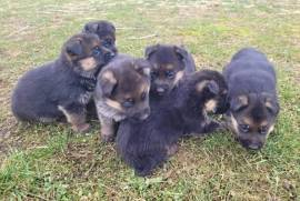 chiots Berger Allemand , Terrebonne