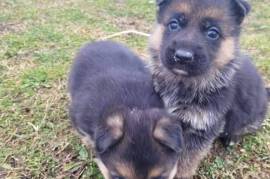 chiots Berger Allemand , Terrebonne