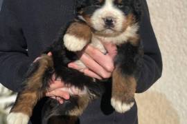 Chiot Bouvier Bernois, Saint Catharines