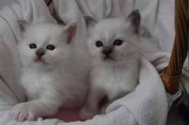 Chatons sacrés de birmanie à donner contre soins, Votre ville