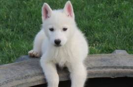 chiot SIBERIAN HUSKY, canada