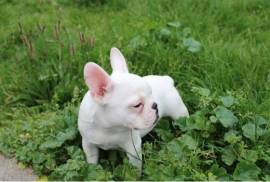 Magnifique bouledogue français LOF, Montreal