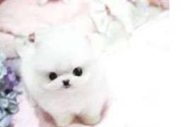A donner Pomeranien blanc, une belle boule de poil, Votre ville