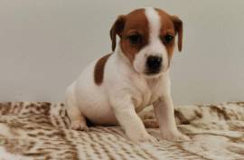 Jack Russell Terrier, MAIN-805 RUE RUSSELL BRANDON MB