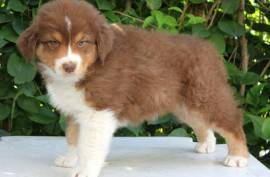 Chiot berger australien Rouge Tricolore, 36 AV QUÉBÉCOISE ROUYN-NORANDA QC