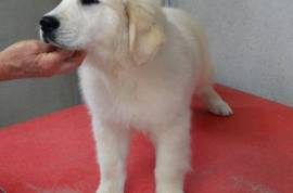Golden Retriever, 242 RUE RAVENHURST OTTAWA MB