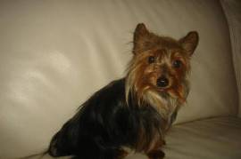 Chiot Yorkshire femelle, 2 HIGH LEVEL RD OAK BLUFF MB