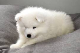 Adorables Samoyède femelle, 8 AV ABITIBI TORONTO ON
