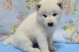 Shiba Inu blanc non lof  , 82 PLACE LÉVIS SAINT-BRUNO QC