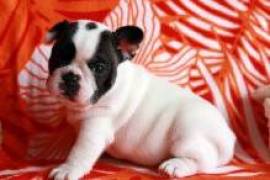 Bouledogue Français , 200-2 CHAMPAGNE DR TORONTO ON