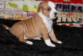 American staffordshire terrier / amstaff, Votre ville