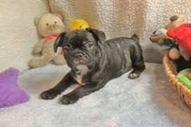  Chiot type bouledogue francais noir à donner , Votre ville