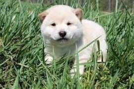  Donne ce nounours chiot shiba inu , Votre ville