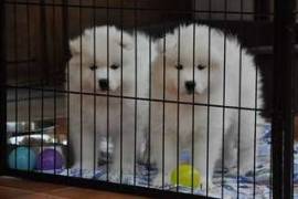  Très beau chiot samoyede à donner , Votre ville