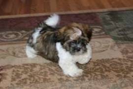 Très beau chiot shih tzu à donner contre soins , Votre ville