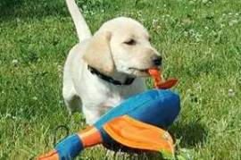  Très beau chiot labrador retriever à donner , Votre ville