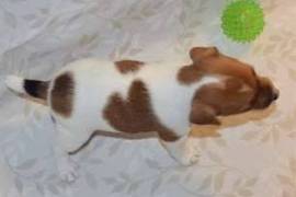  A donner : Chiot type Jack Russel mâle , Votre ville