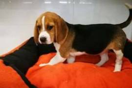  Chiot beagle cherche un nouveau maitre , Votre ville