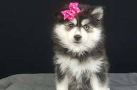  Chiot type pomsky, très câline à donner , Votre ville