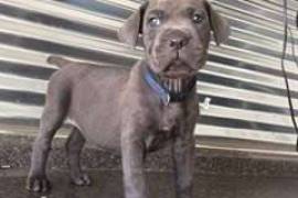  Chiot cane corso mastiff à donner , Votre ville