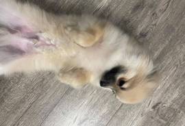 Chiot Pomeranien, Montreal