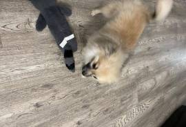 Chiot Pomeranien, Montreal