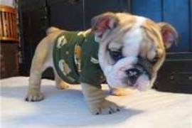 Donne 2 beaux chiots bouledogue anglais, Votre ville
