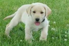 Très beau chiot labrador retriever à donner, Votre ville
