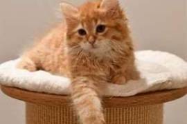 Chaton type sibérien à donner à 1 famille aimable, Votre ville