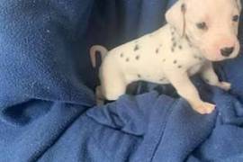 Chiot type dalmatien à donner, Votre ville