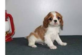 Donne chiot cavalier king charles, Votre ville