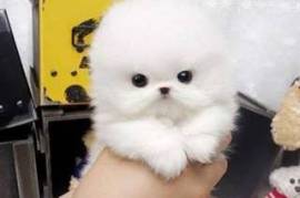 Donne ce chiot ki fera 1,2kg adulte é restera nain, Votre ville