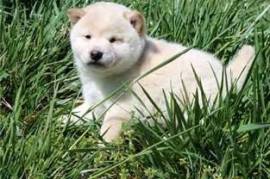 Donne ce nounours chiot shiba inu, Votre ville
