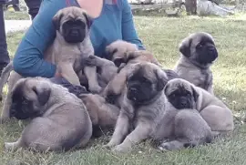 Adoption de mes chiots mastiff,, Villebon-sur-Yvette