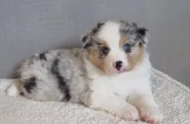A donner chiot berger australien femelle, Montréal