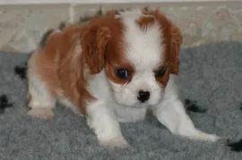 Adorable chiot cavalier King Charles Femelle, Montréal 