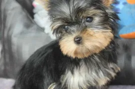 CHIOT FEMELLE YORKSHIRE TERRIER AU LOF, Montréal