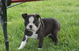 A donner adorable chiot boston terrier femelle, Montréal